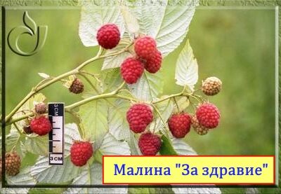 Сбор урожая и хранение ягод